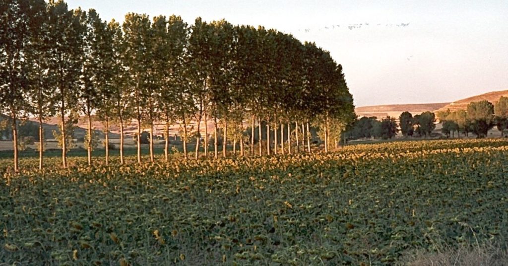 Caminho de Santiago