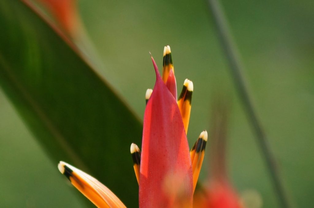 heliconia