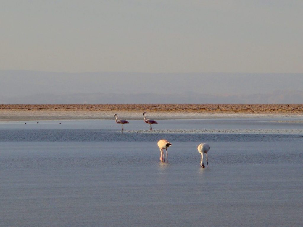 Reserva Nacional dos Flamingos
