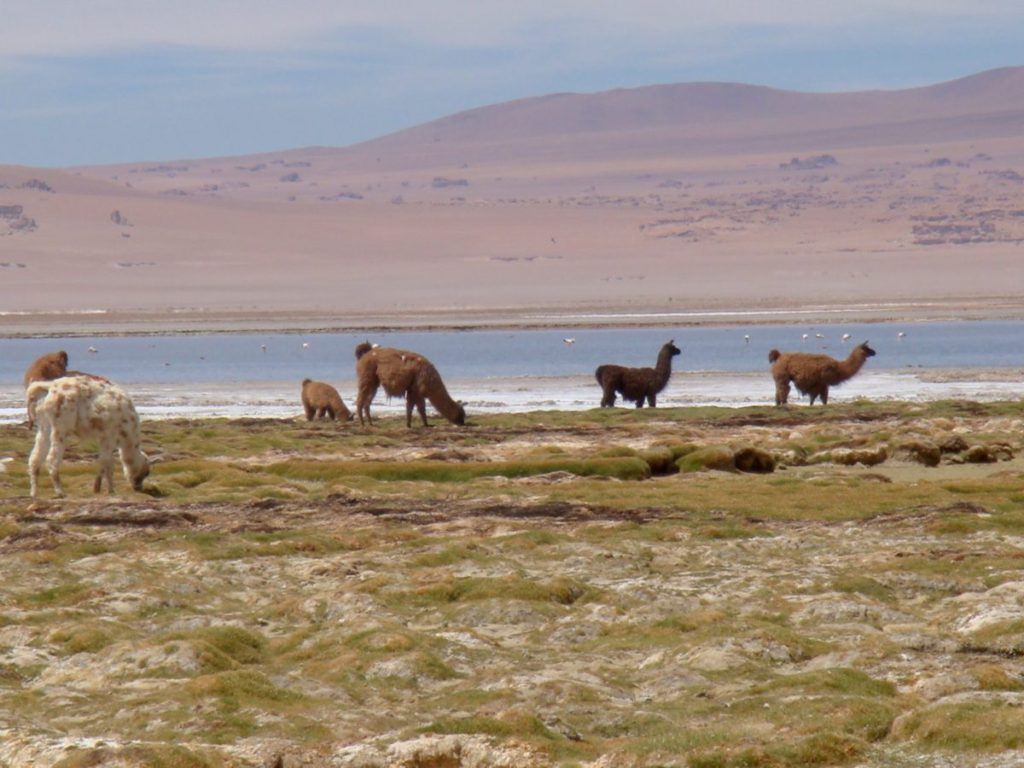 Atacama