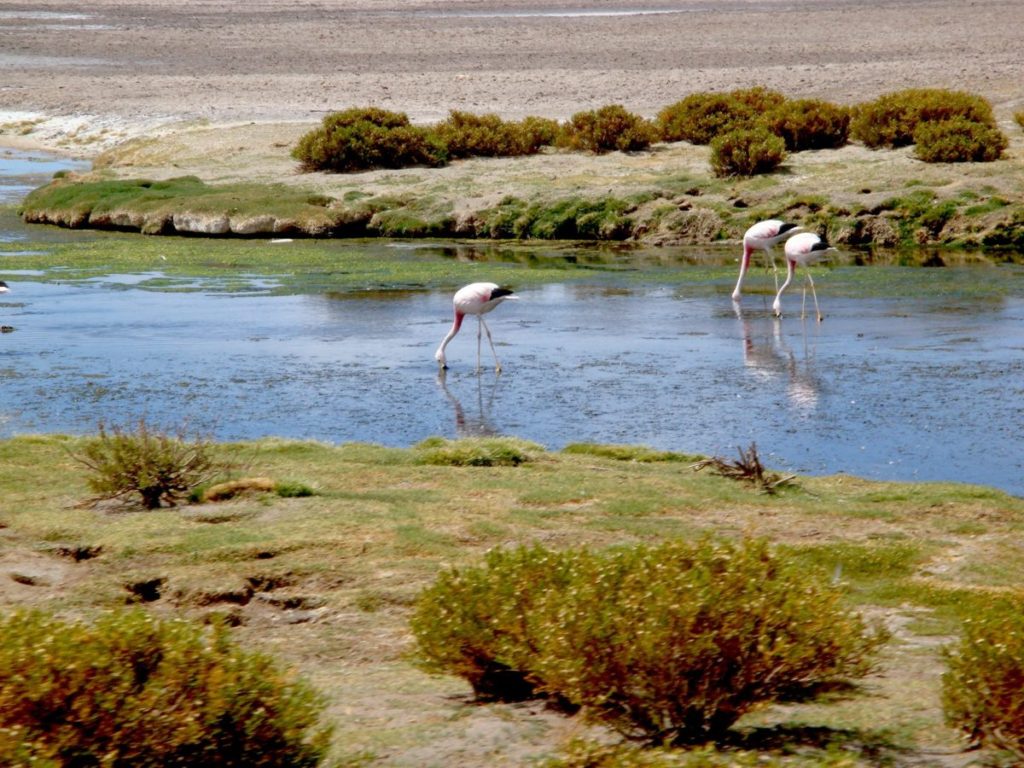 Atacama