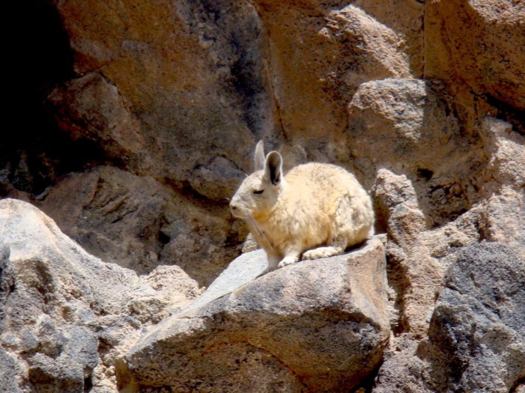 Atacama, animals