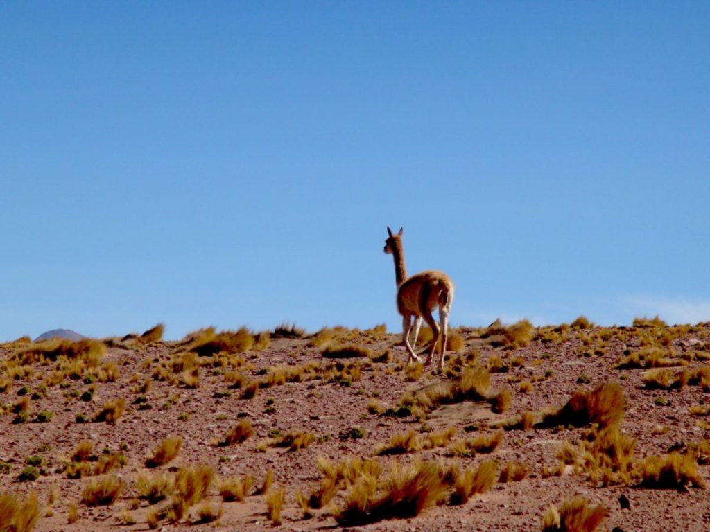 Atacama, animals