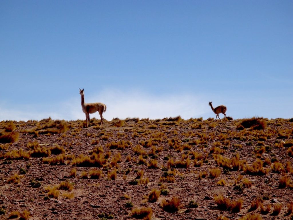 Atacama, animals