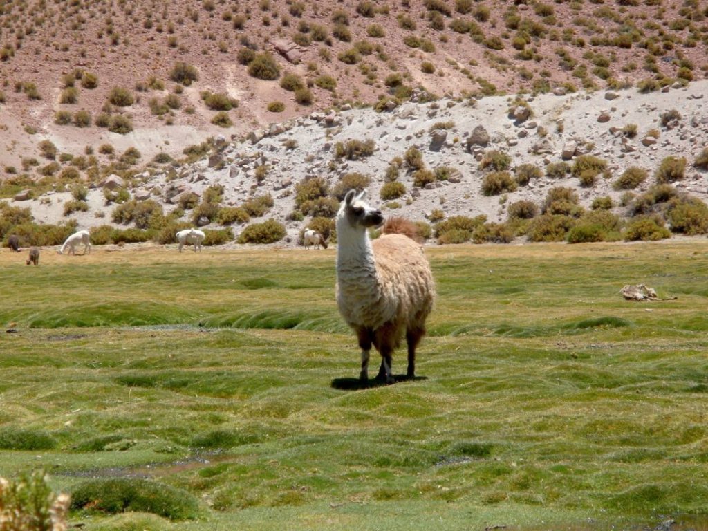 Atacama, animals