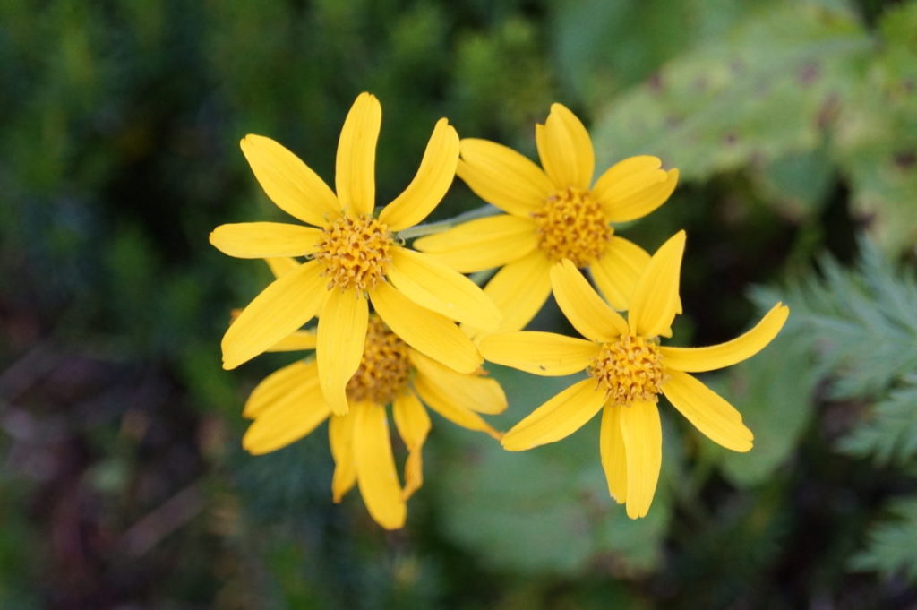 Flowers of Canada