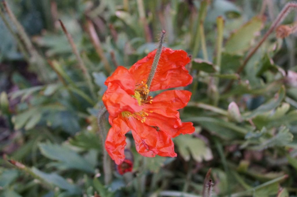 Flowers of Canada