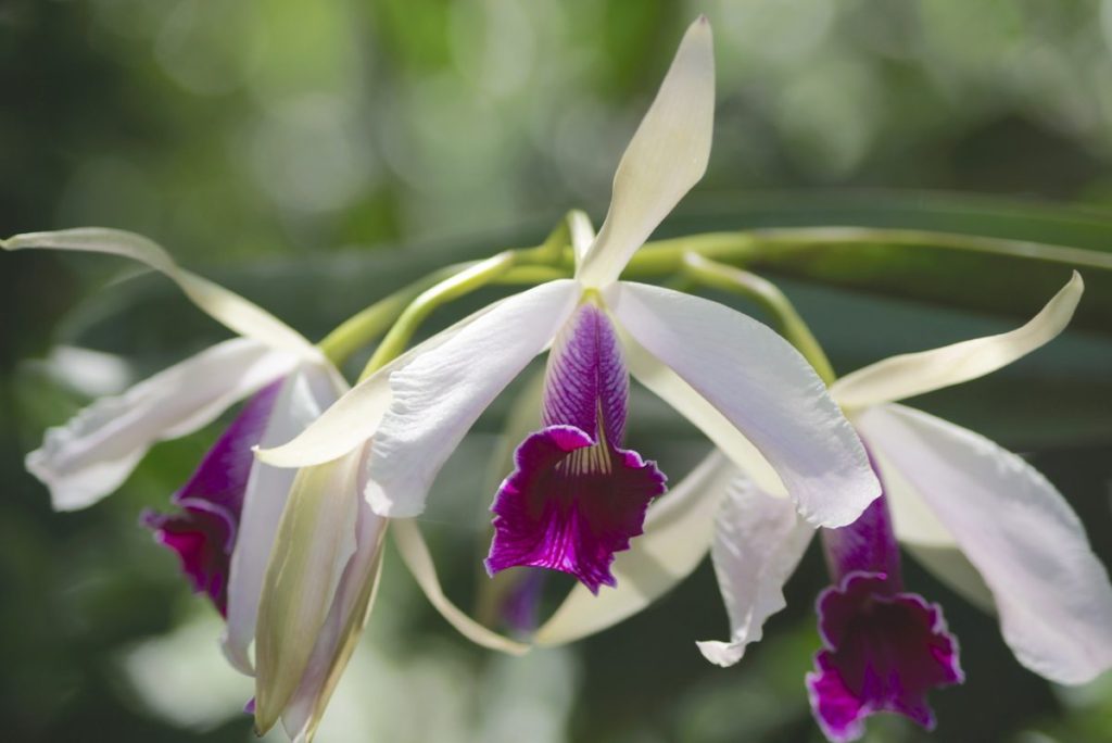 Orquídea Bambu