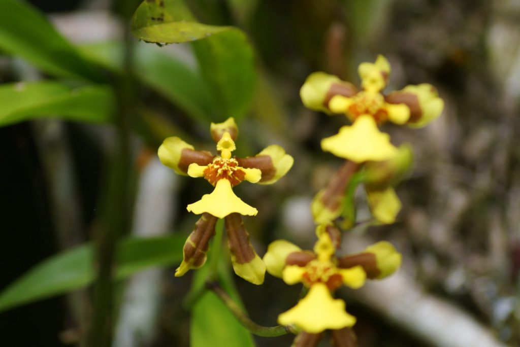 ORQUIDEA