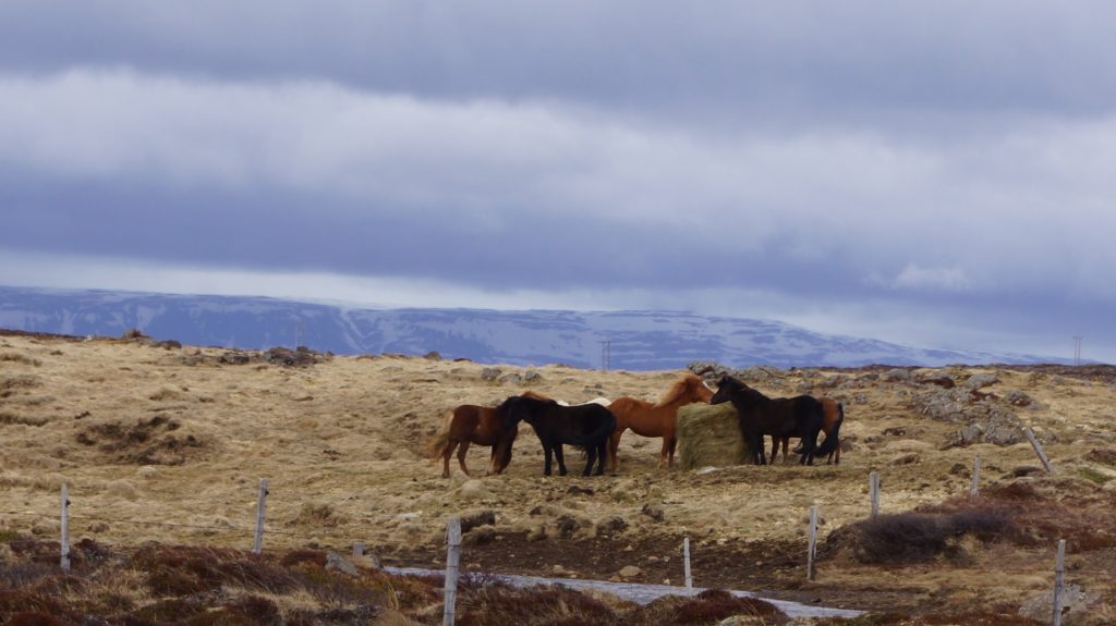 Islandia