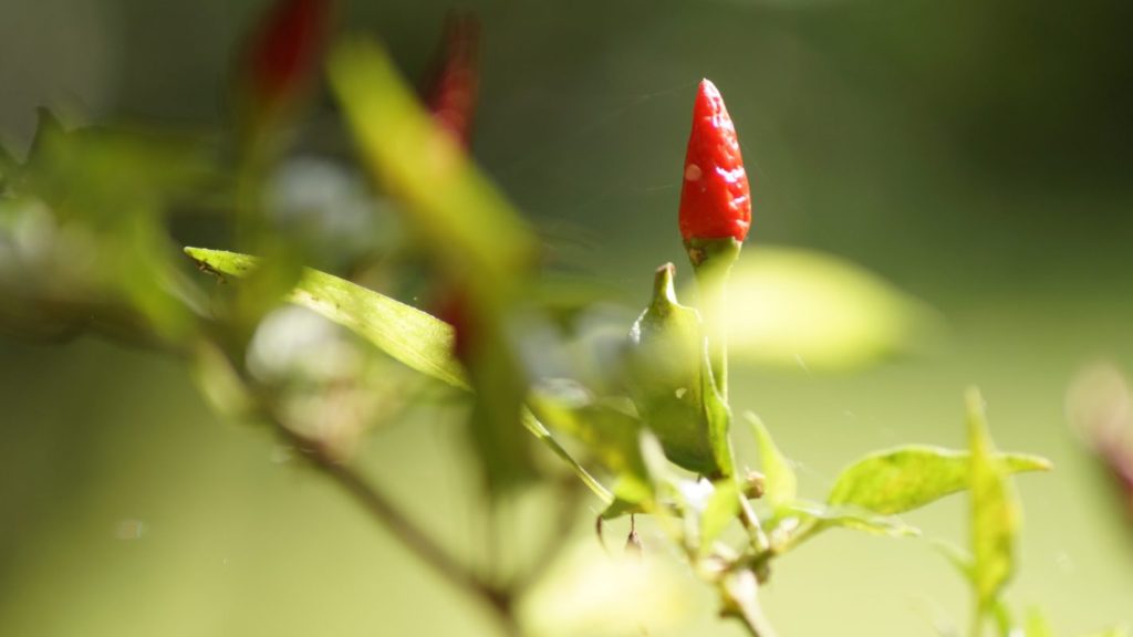 Horta na Mata Atlântica