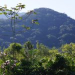 Mata Atlântica, litoral norte de sp