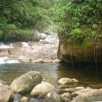 Mata Atlântica, litoral norte de sp