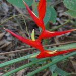 Flores da Mata Atlântica