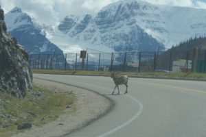 Icefields Parkway, Canada