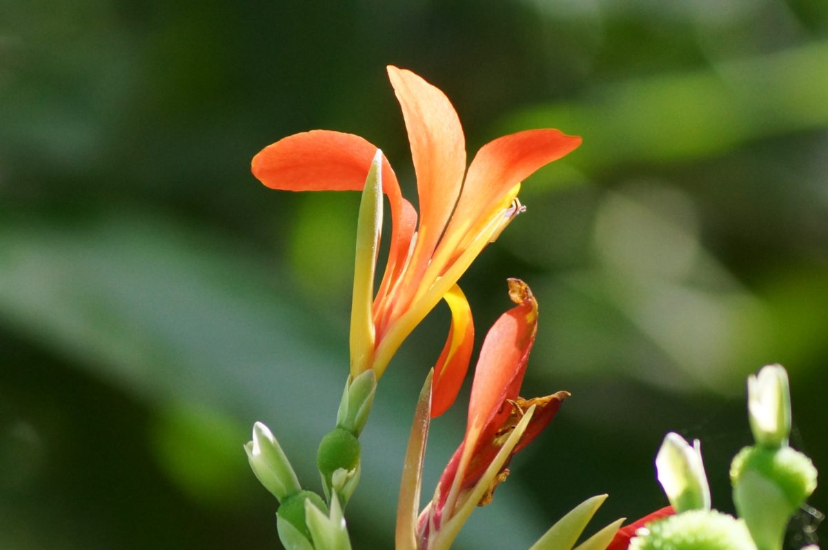 Flores da Mata Atlântica