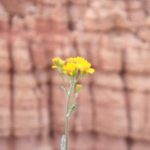 Bryce Canyon, Utah, USA